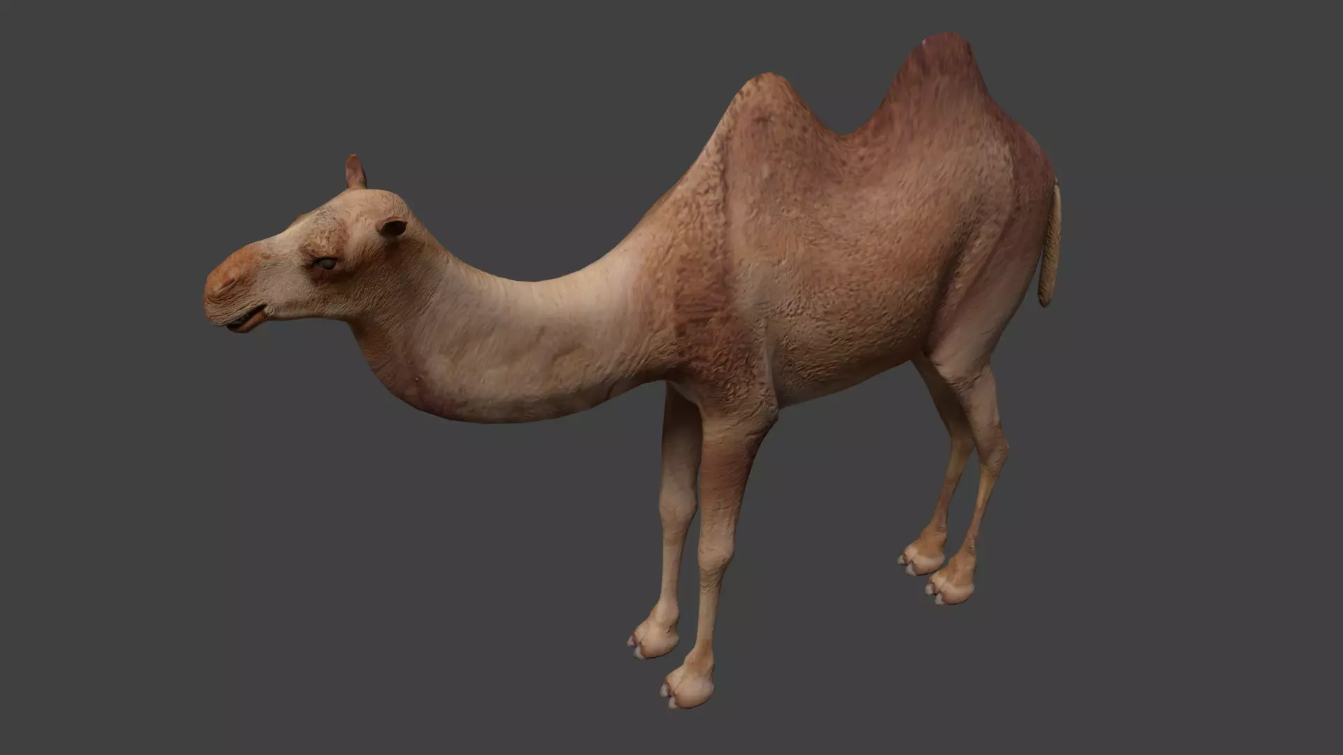 Camel Low-poly 3D model_0