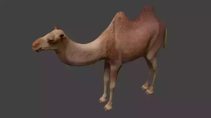 Camel Low-poly 3D model