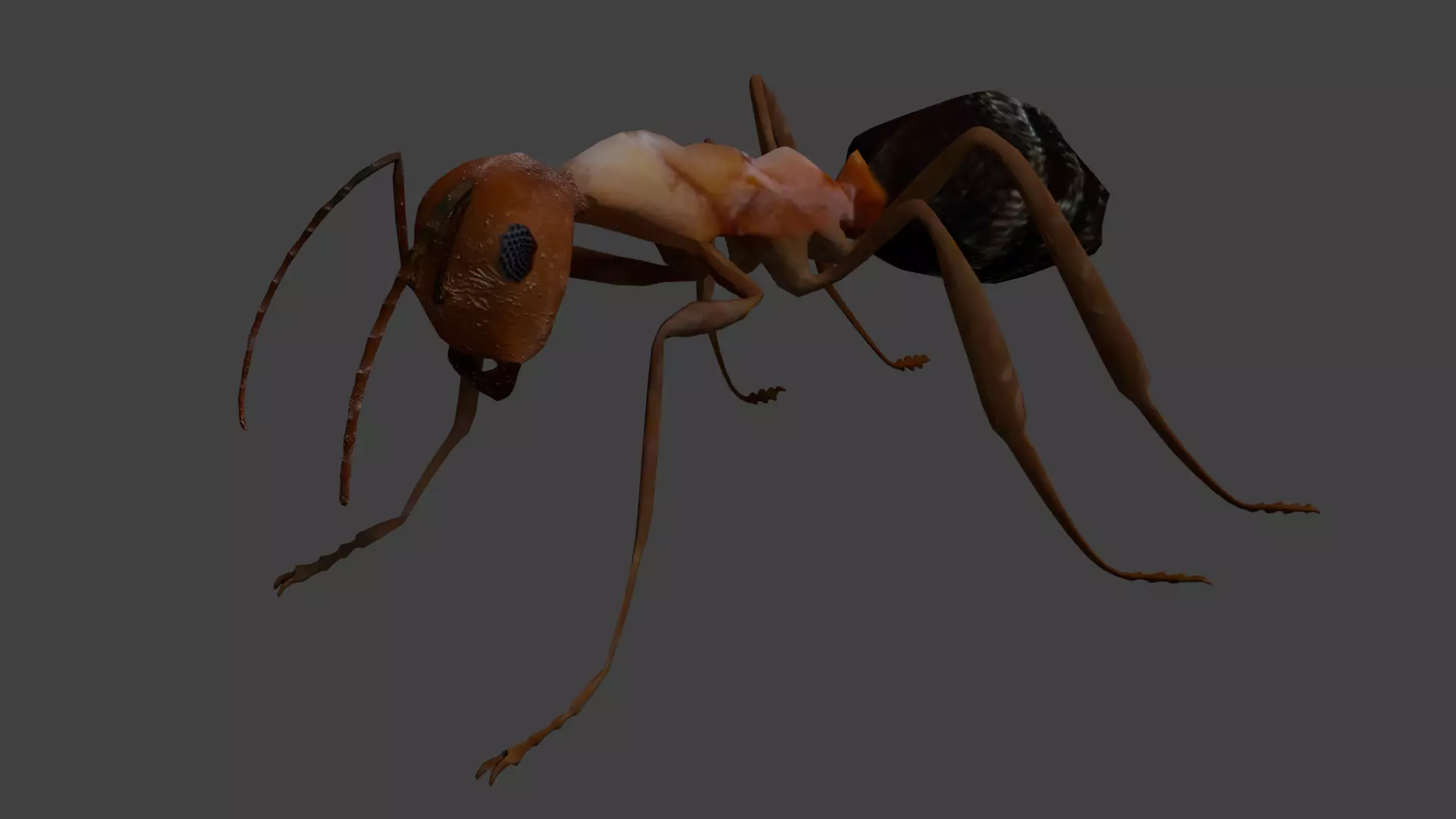 Blood-red ant 3D model_0