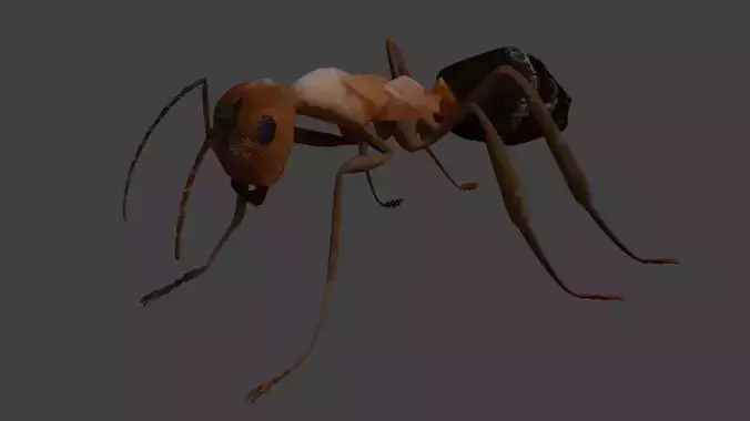 Blood-red ant