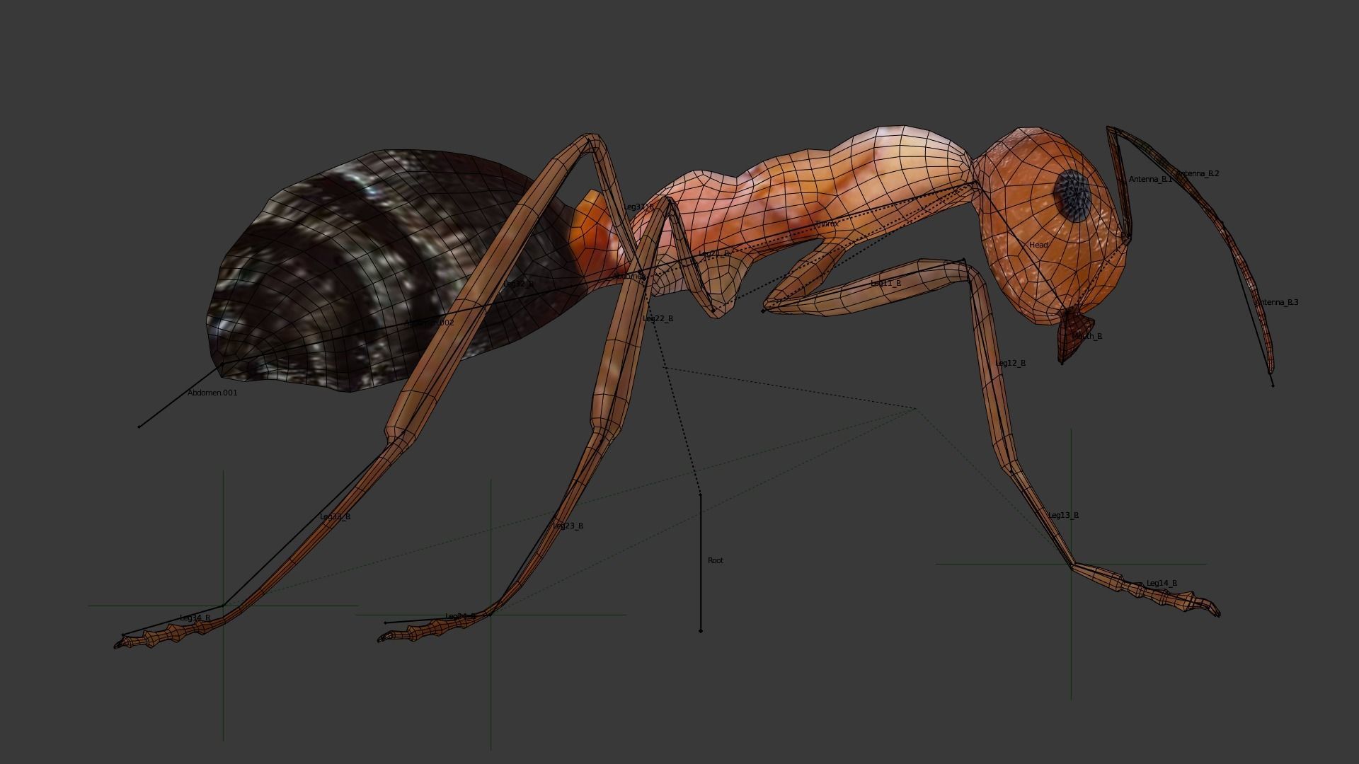 Blood-red ant 3D model_5