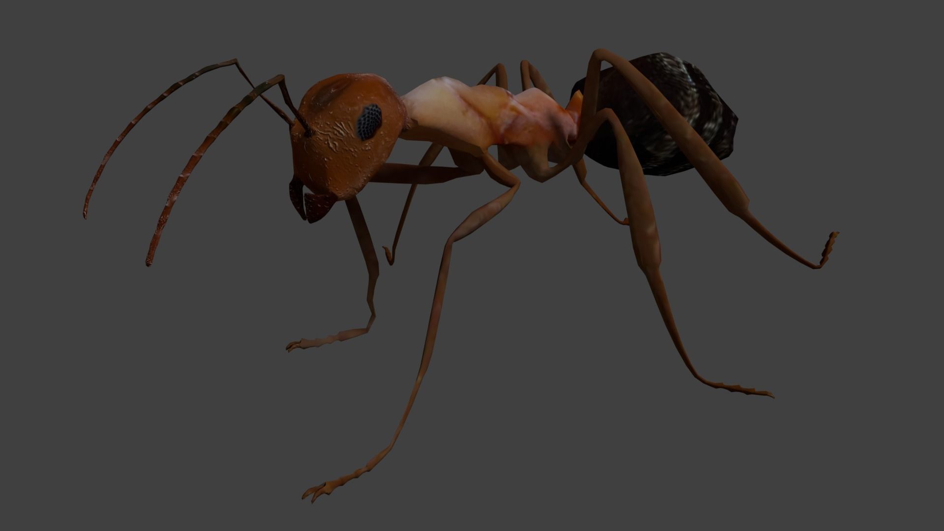 Blood-red ant 3D model_4