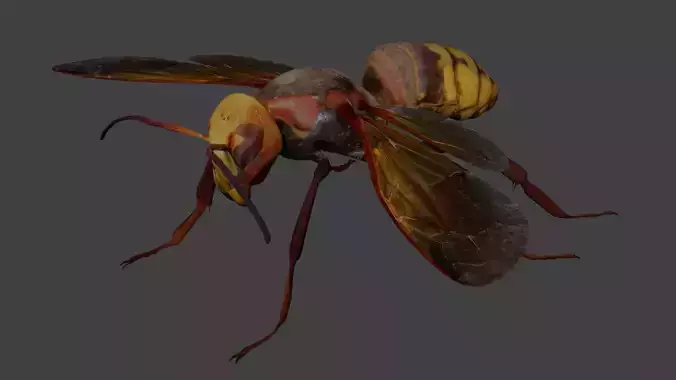Hornet wasp