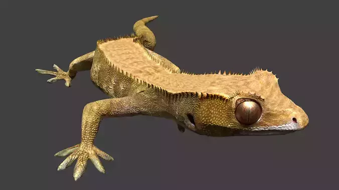 Creasted Gecko