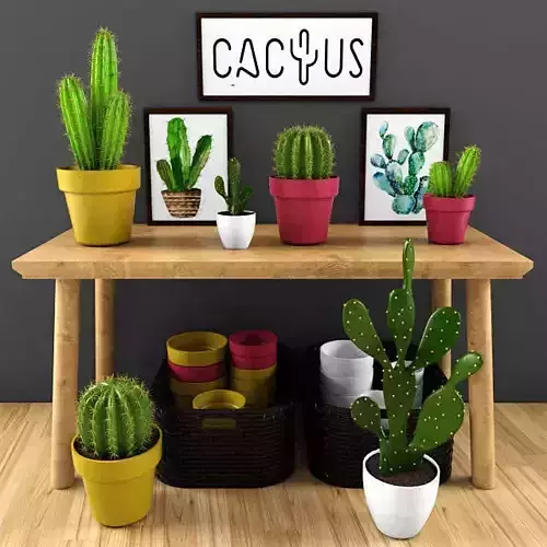 cactus set plants on wooden table