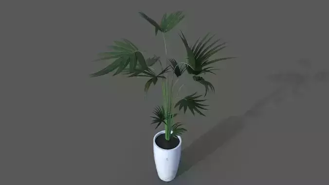 Kentia palm pot plant