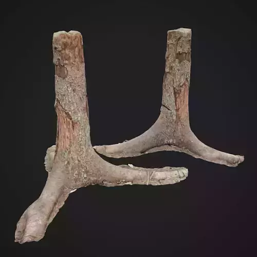 Dead tree 3d scan 4 3D model
