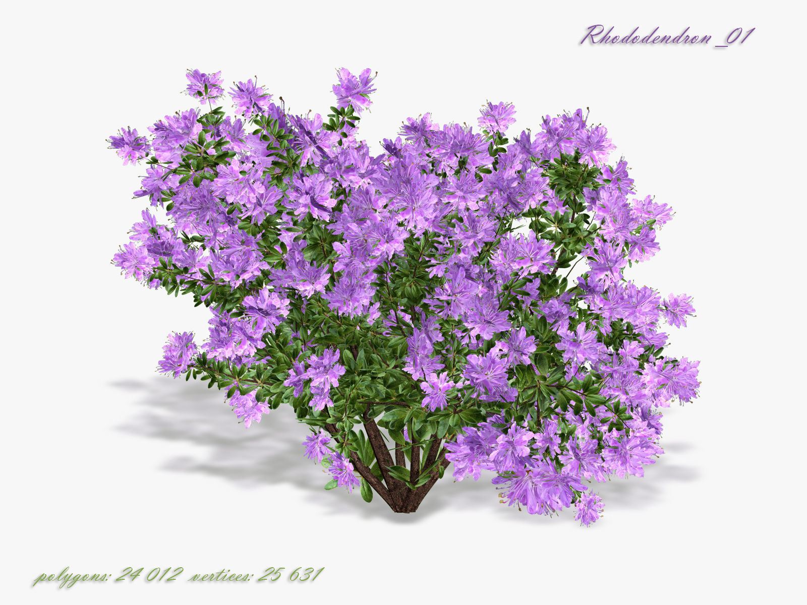 Bush Rhododendron 3D model_1