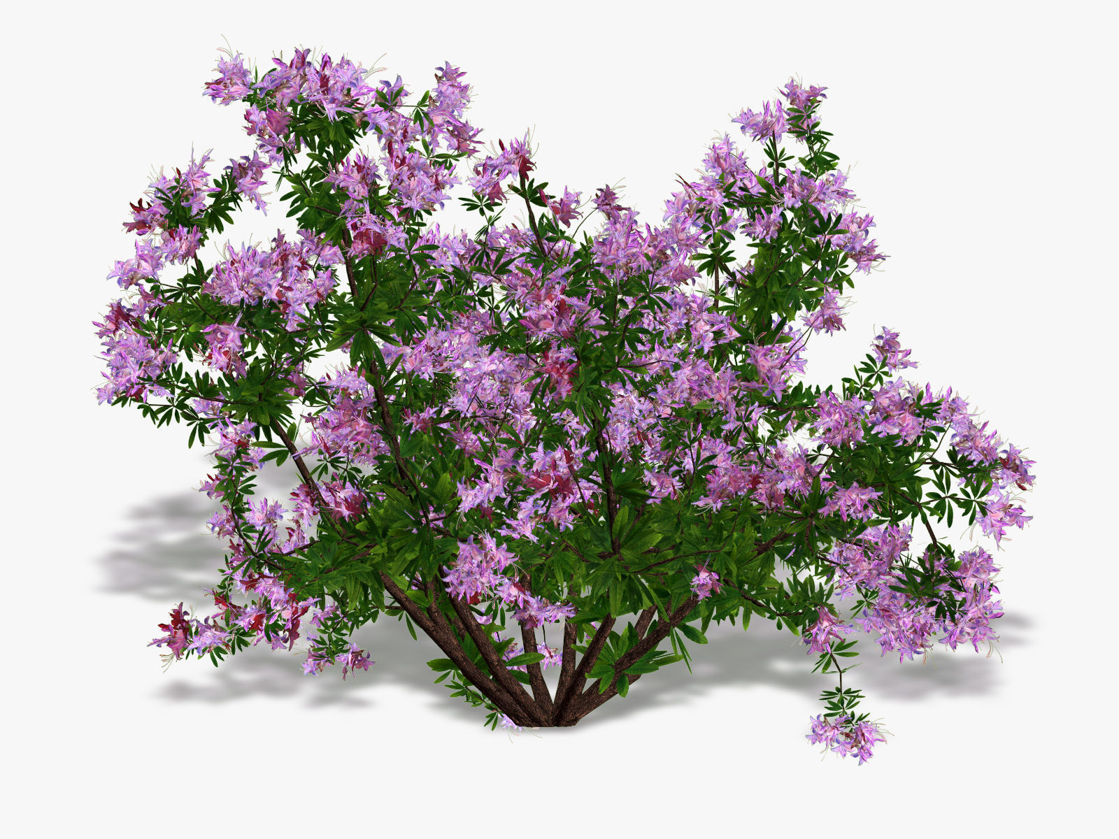 Bush Rhododendron 3D model_6