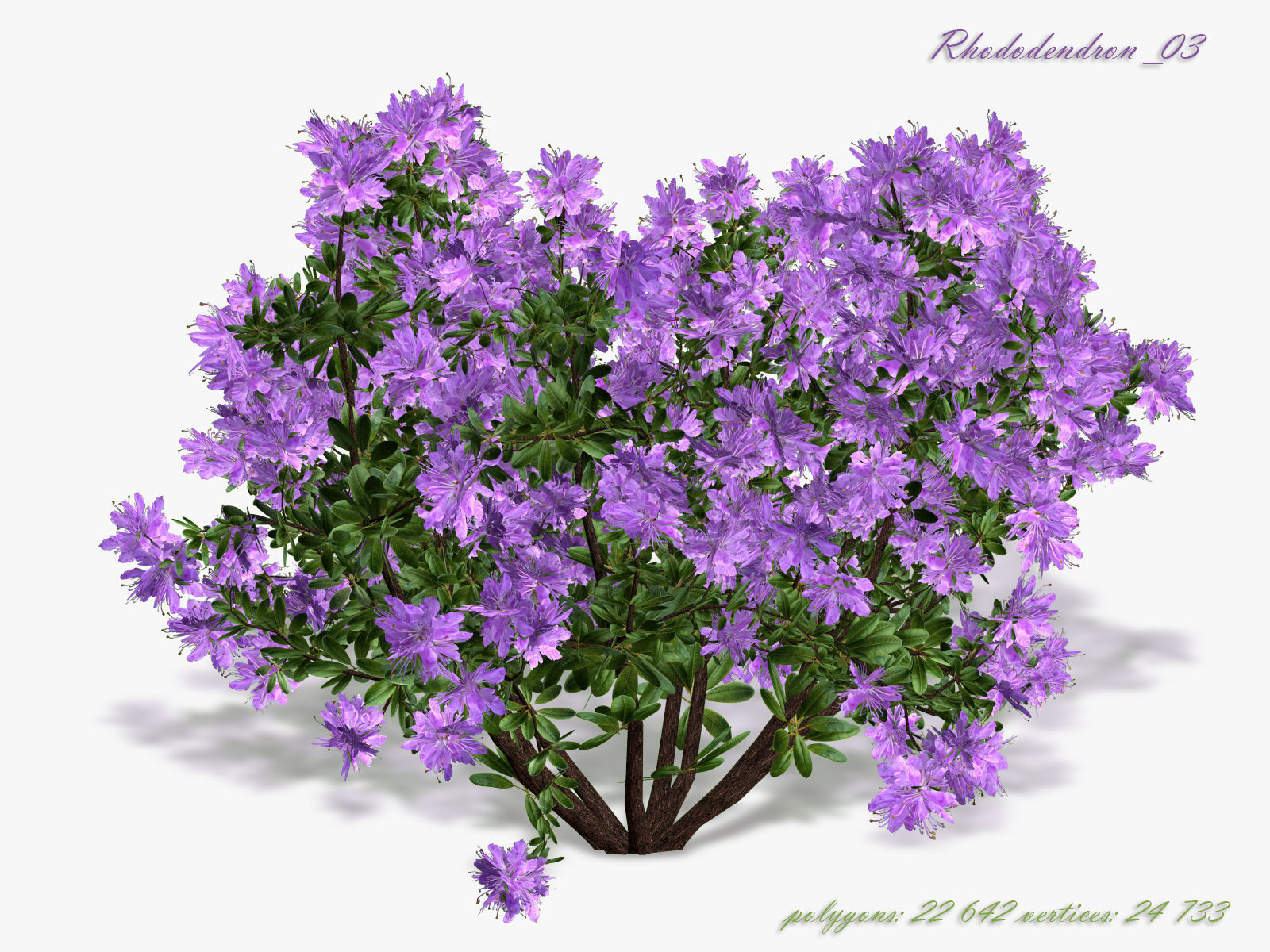 Bush Rhododendron 3D model_2