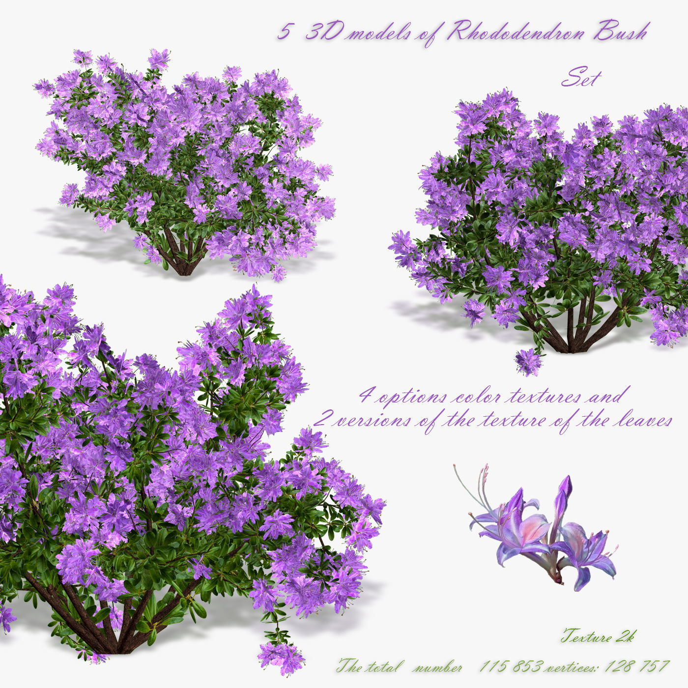 Bush Rhododendron 3D model_0