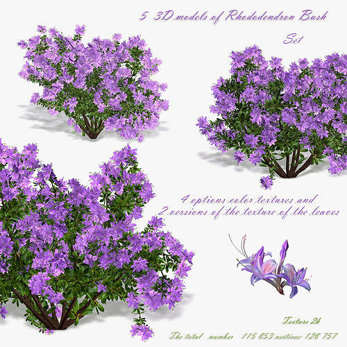 Bush Rhododendron 3D model