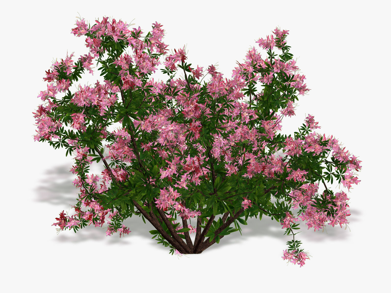 Bush Rhododendron 3D model_5
