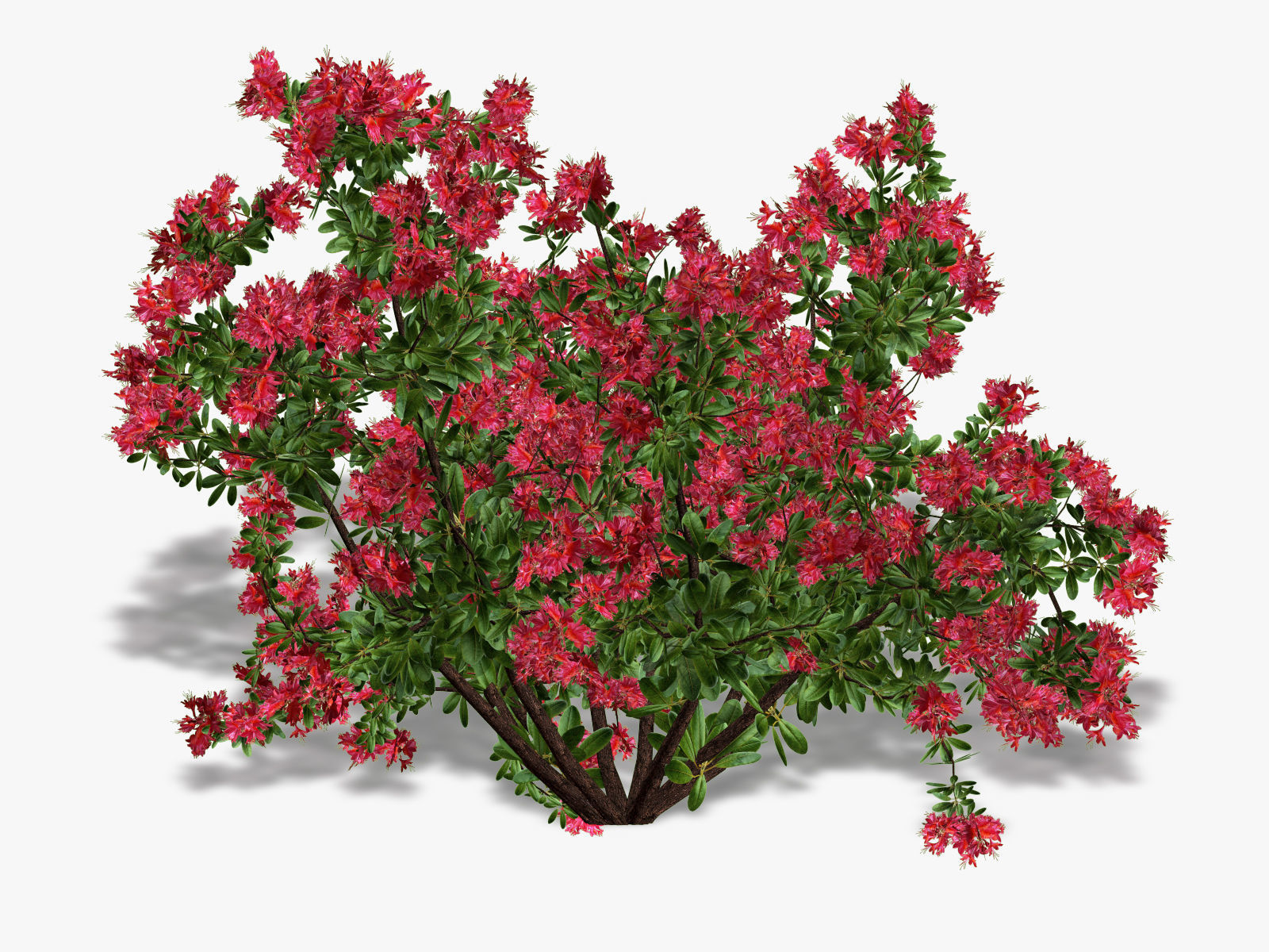 Bush Rhododendron 3D model_4