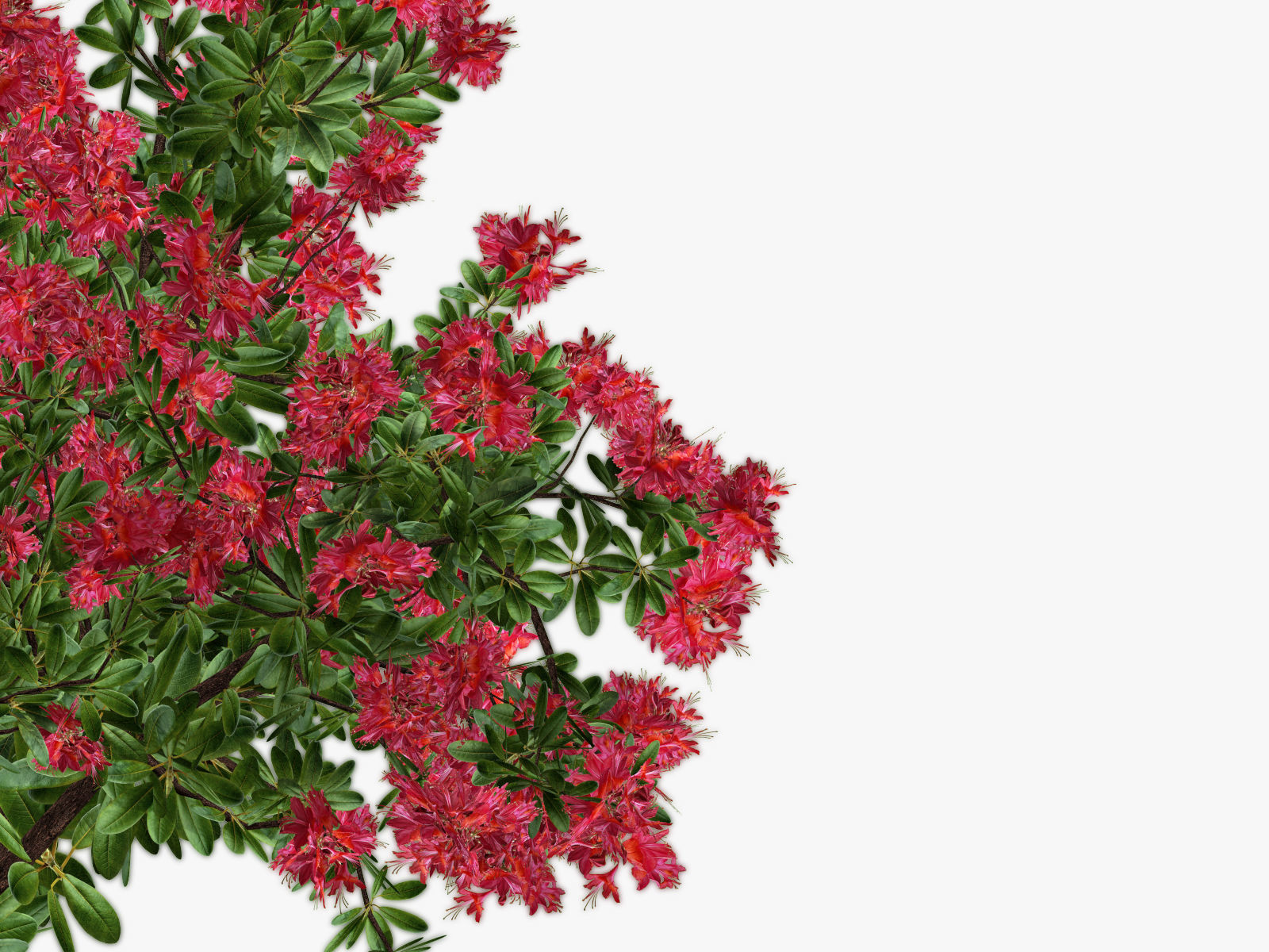Bush Rhododendron 3D model_10