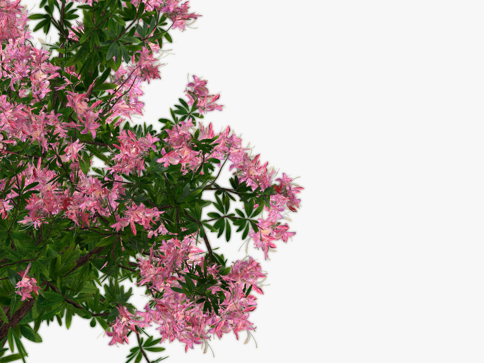 Bush Rhododendron 3D model_11