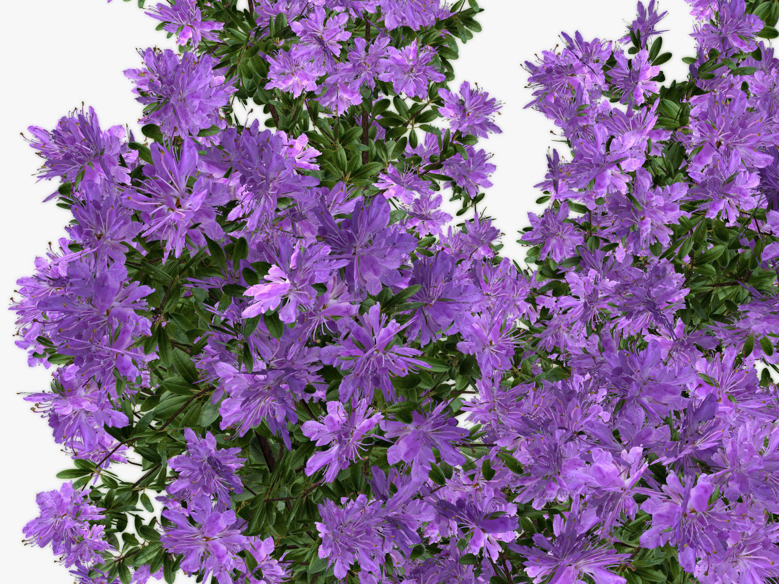 Bush Rhododendron 3D model_13