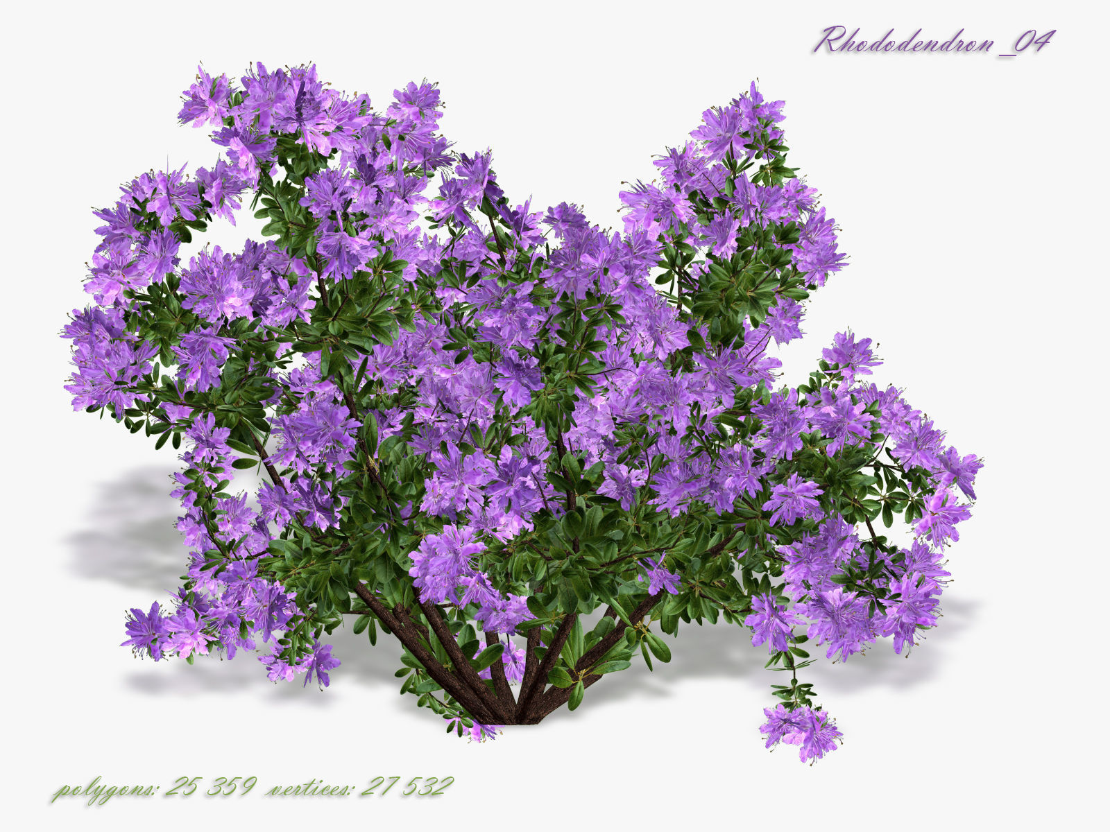 Bush Rhododendron 3D model_3