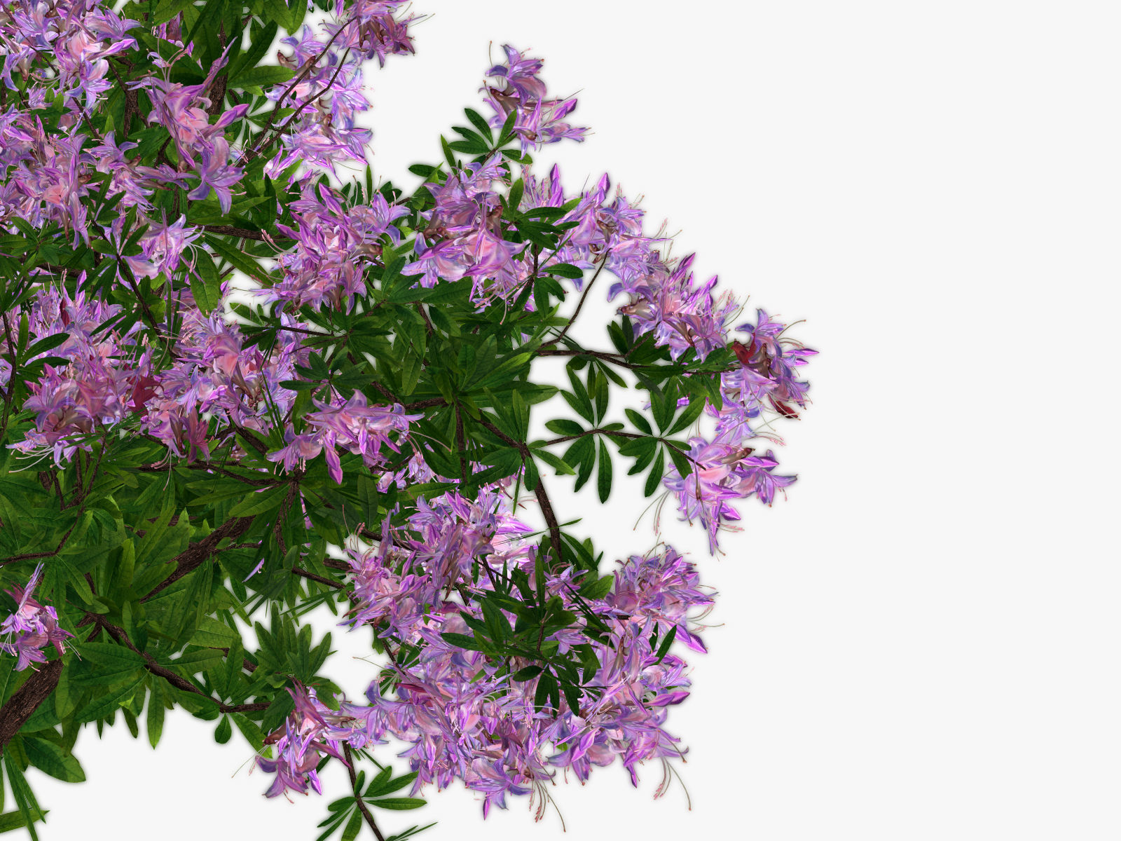 Bush Rhododendron 3D model_12