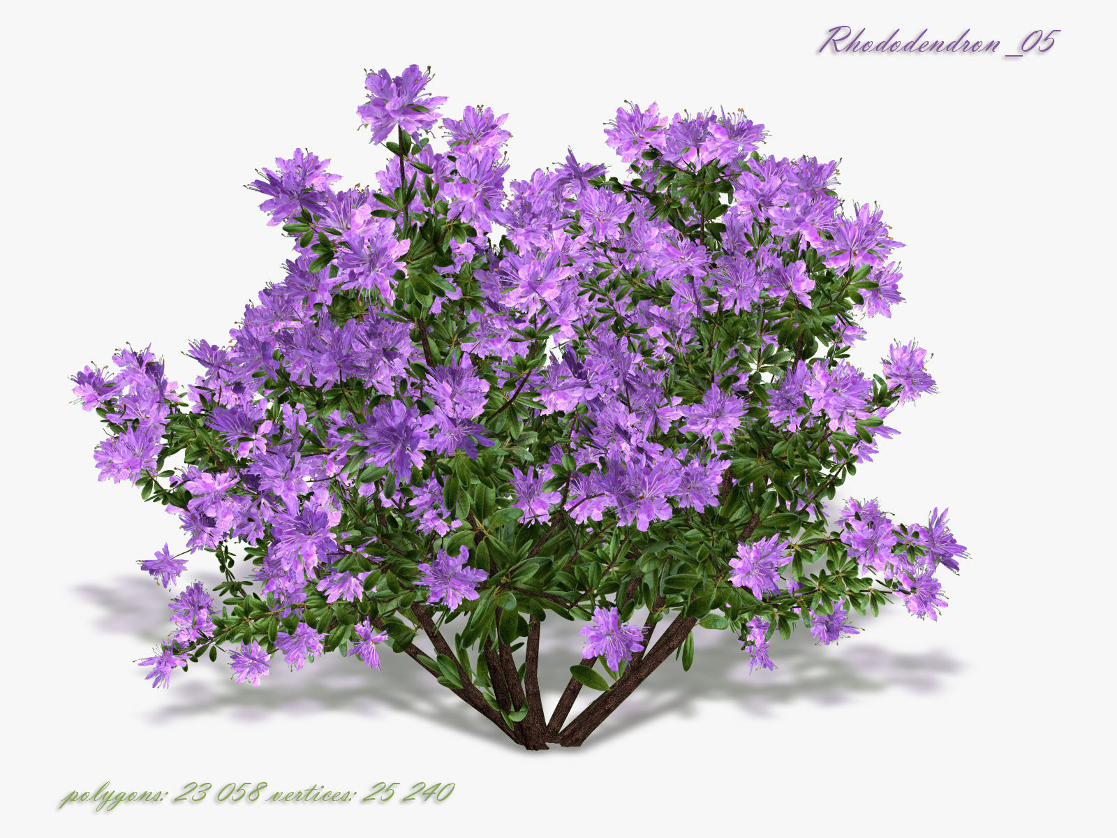 Bush Rhododendron 3D model_7
