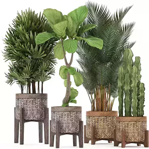 Collection of Exotic plants 345 3D model