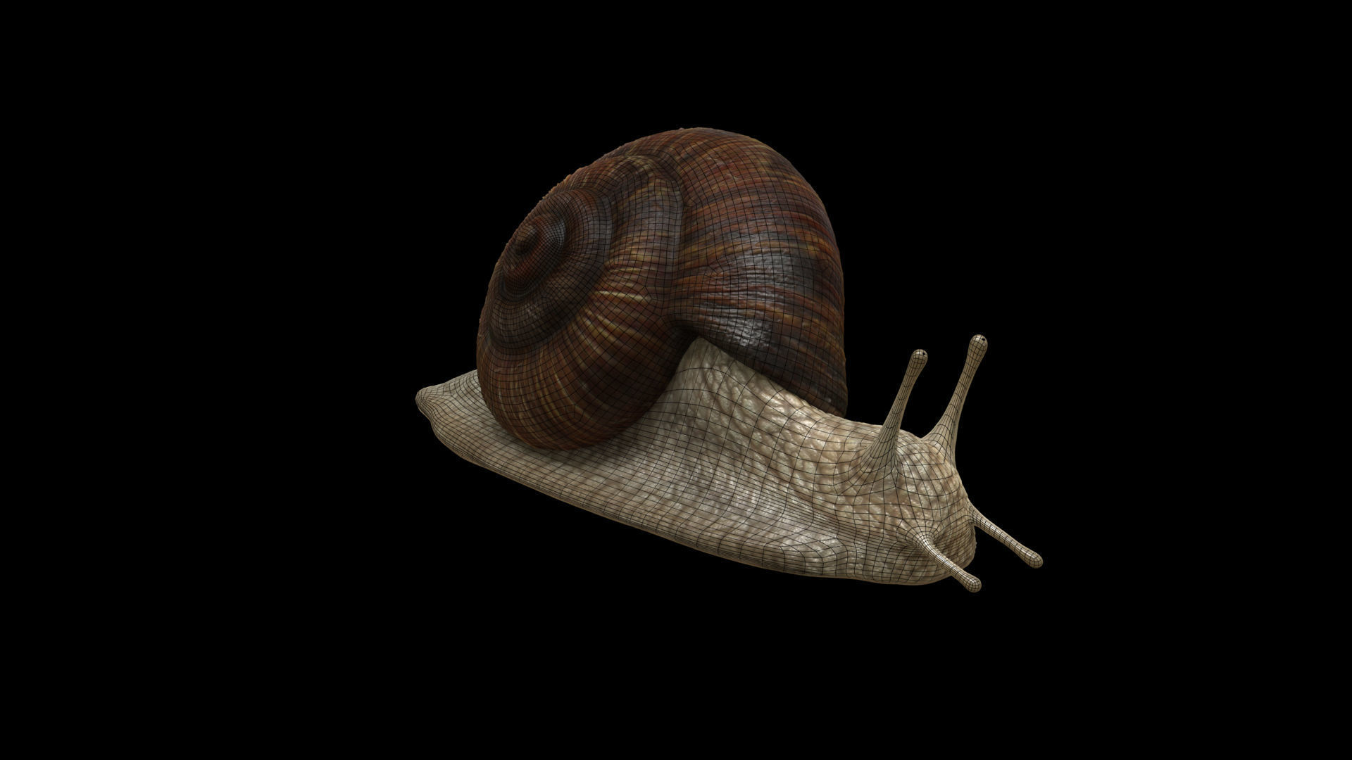 Garden Snail - cornu aspersum 3D model_7