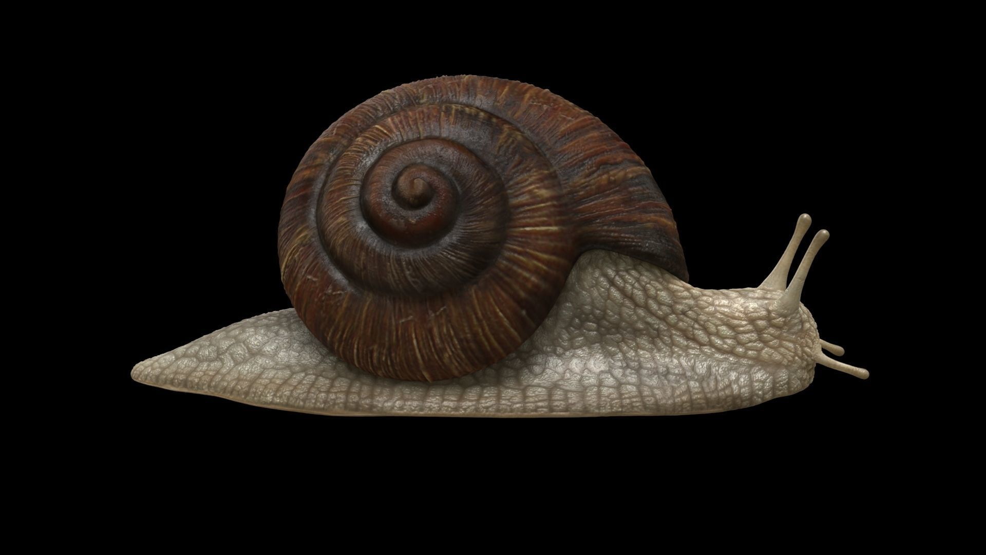 Garden Snail - cornu aspersum 3D model_3