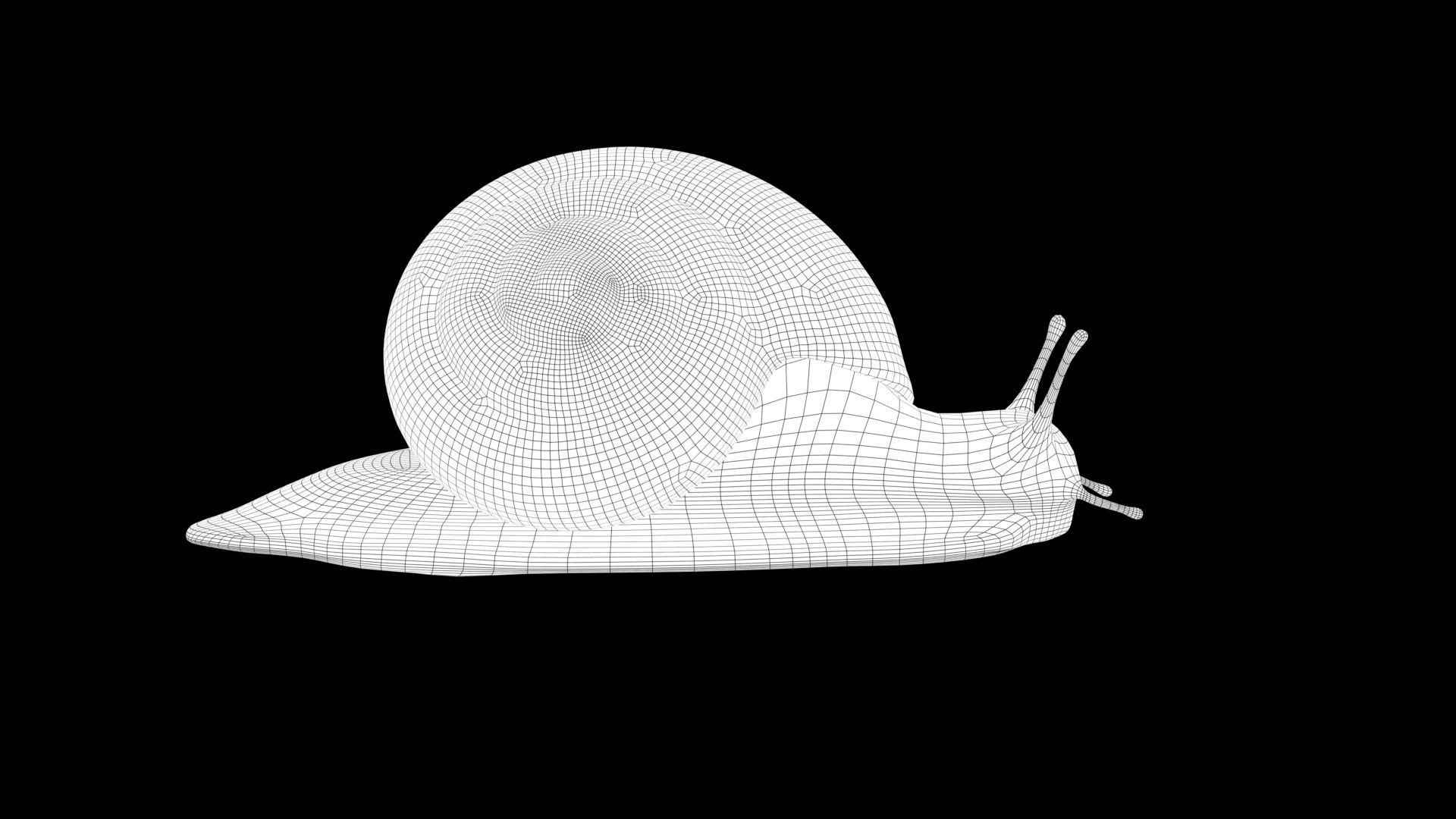 Garden Snail - cornu aspersum 3D model_9