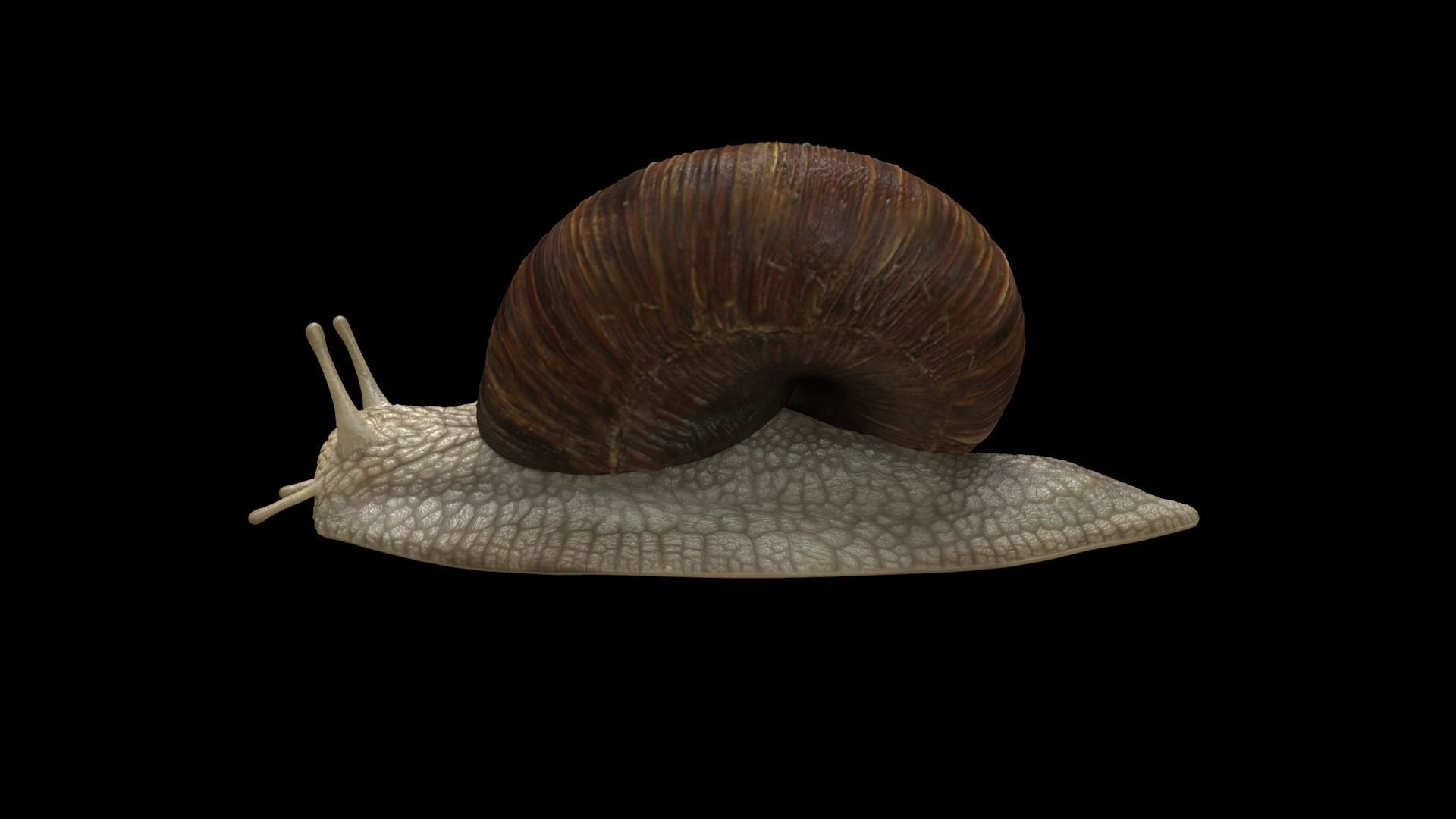 Garden Snail - cornu aspersum 3D model_5