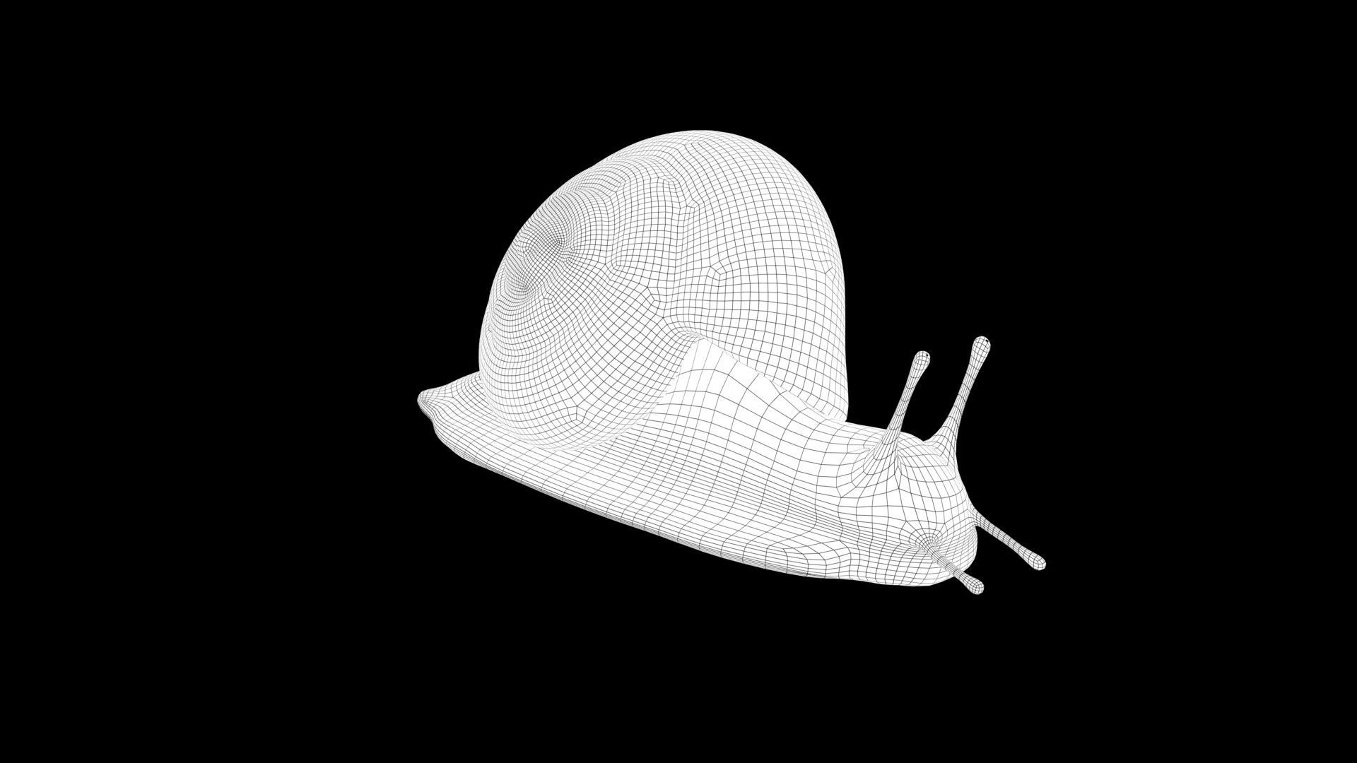 Garden Snail - cornu aspersum 3D model_8