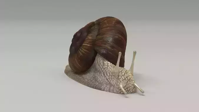 Garden Snail - cornu aspersum 3D model