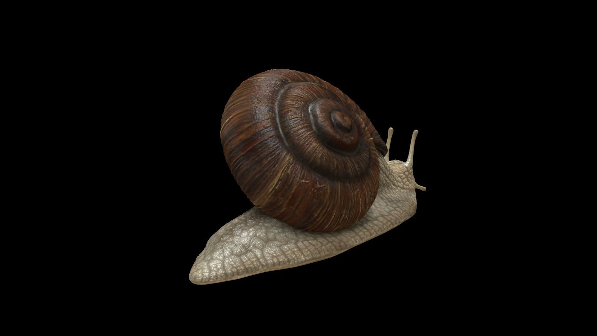 Garden Snail - cornu aspersum 3D model_6