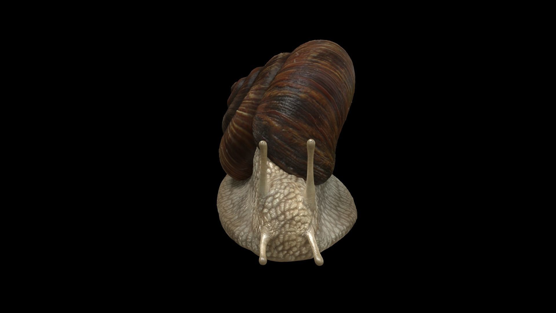 Garden Snail - cornu aspersum 3D model_4