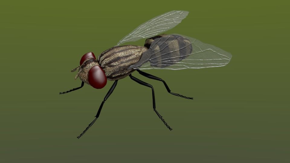 Fly in Blender and Blender Cycles 3D model CGTrader