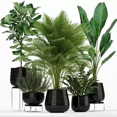 Plants collection 180