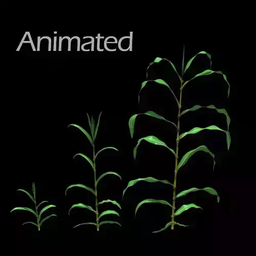 Corn Plant Growth 3D model