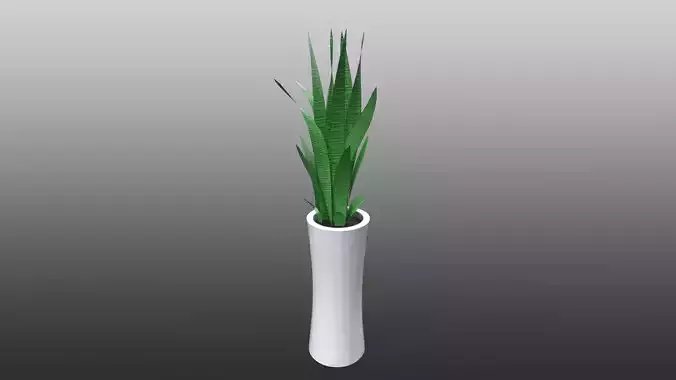 Snake plant - Sansevieria trifasciata pot plant Low-poly 3D model