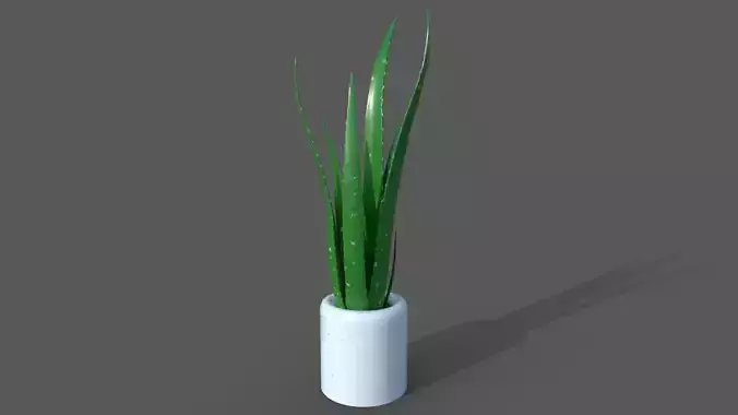 Aloe vera pot plant