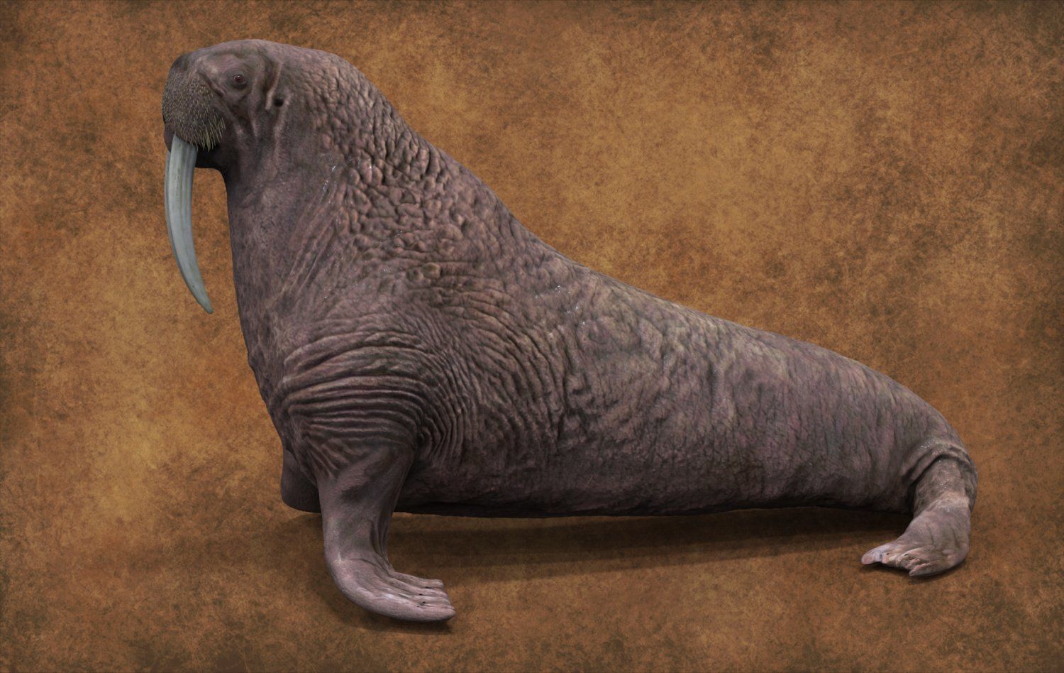 Walrus 3D model_2