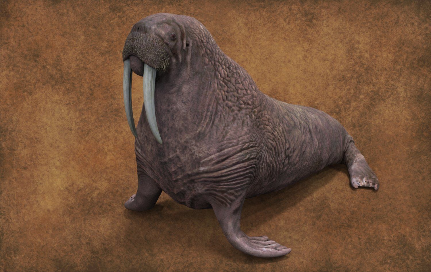 Walrus 3D model_1