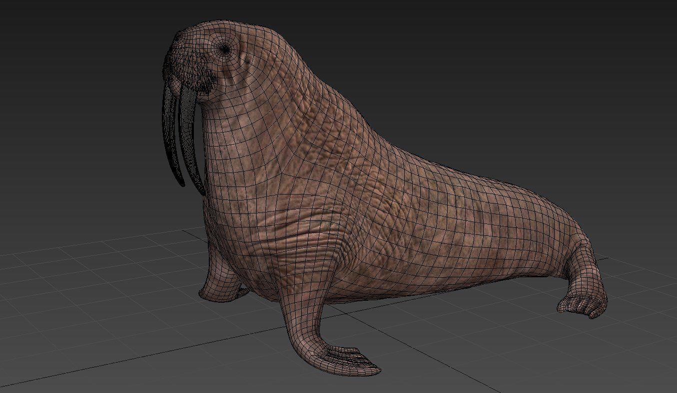 Walrus 3D model_4