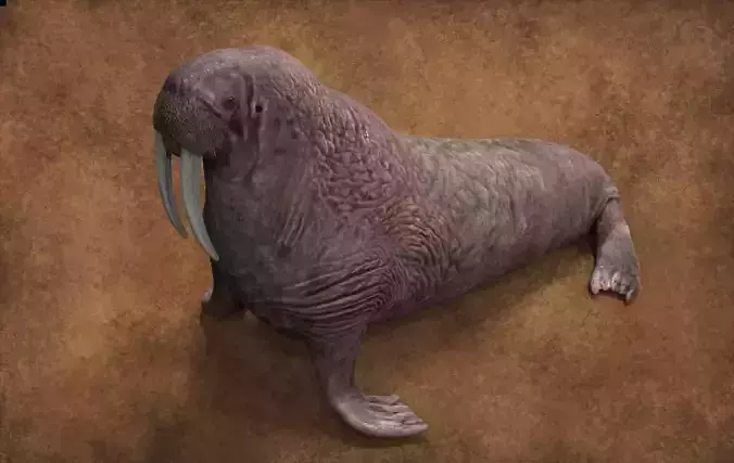 Walrus