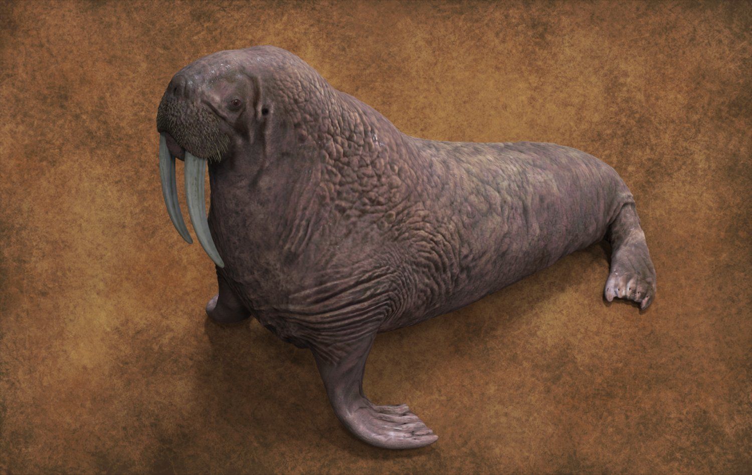 Walrus 3D model_3