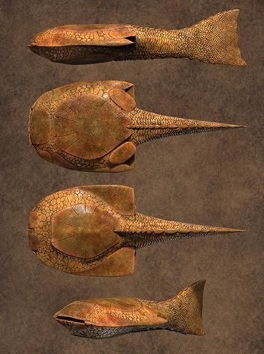 Drepanaspis three different fish Low-poly 3D model