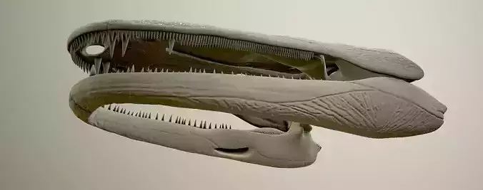 Cyclotosaurus intermedius skull