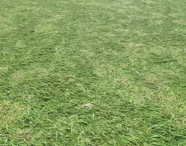 Grass terrain 14 Texture