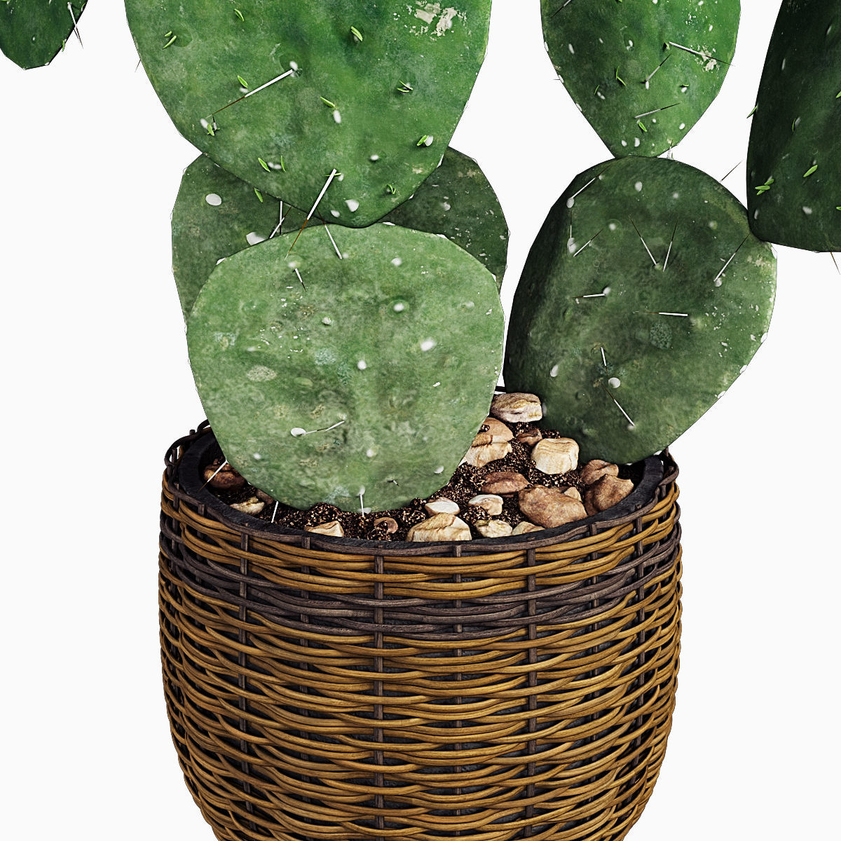 Plant 9 two cactus plants in basket 3D model_2