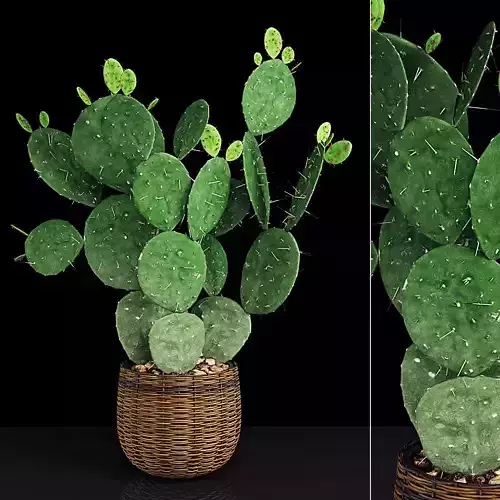 Plant 9 two cactus plants in basket 3D model