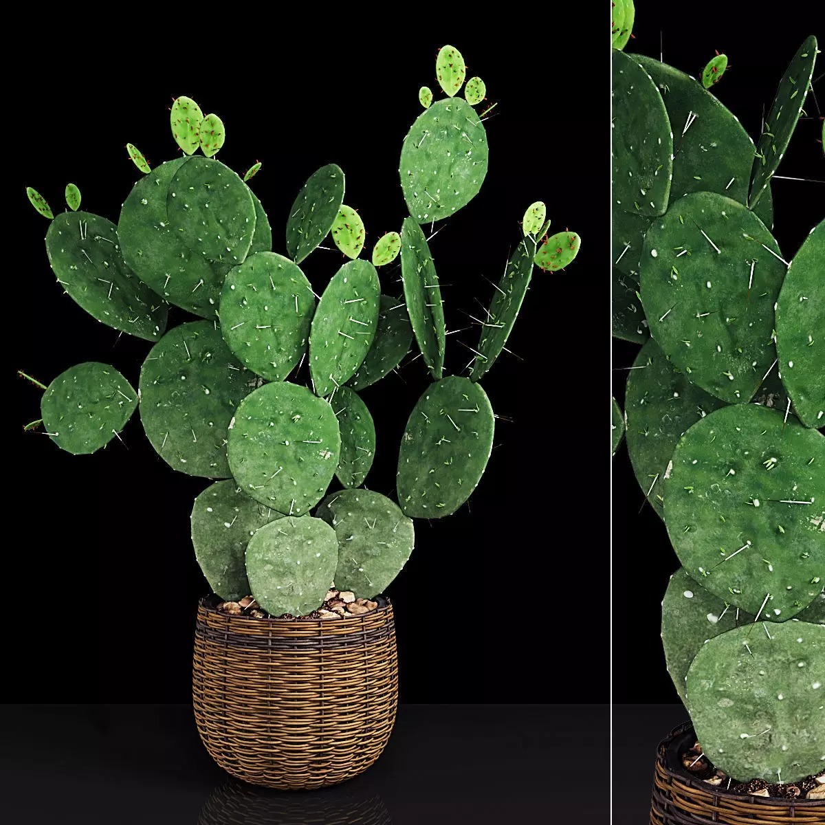 Plant 9 two cactus plants in basket 3D model_0
