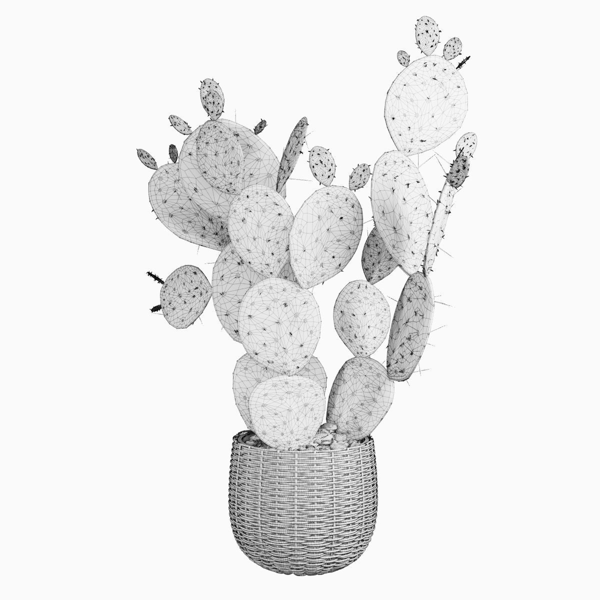 Plant 9 two cactus plants in basket 3D model_3